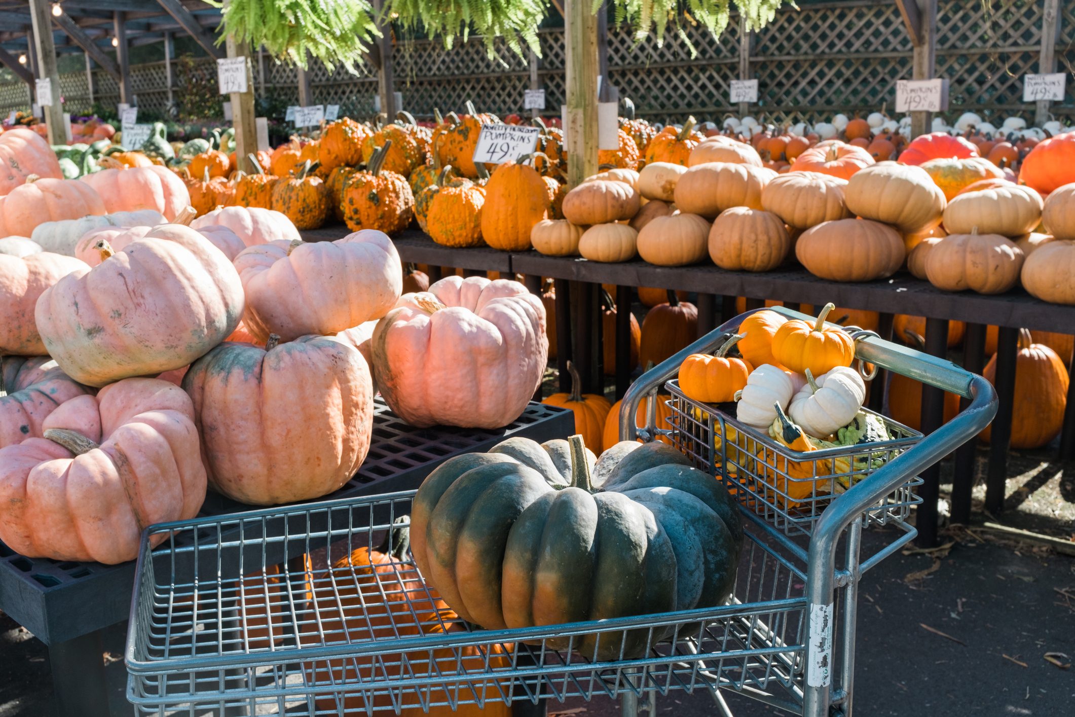 Shopping for pumpkins