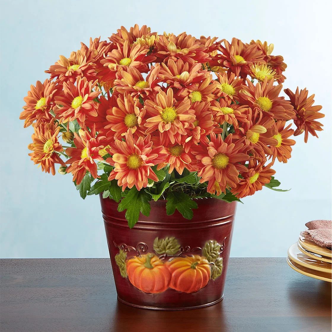 Autumn Harvest Orange Mum Ecomm Via Harryanddavid.com