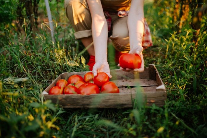 young woman picking tomatoes from her vegetable garden at home