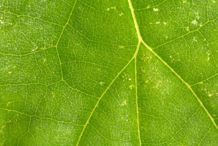 yellow spots on leaf due to spider mites in vegetable garden