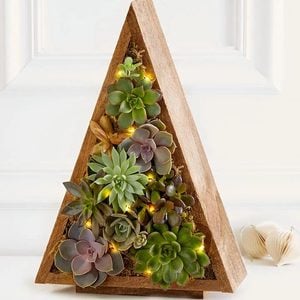 Spectacular Succulent Christmas Tree Ecomm Via 1800flowers.com