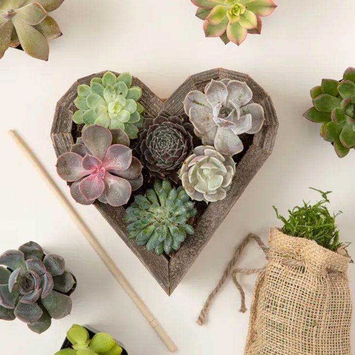 Succulent Heart Kit