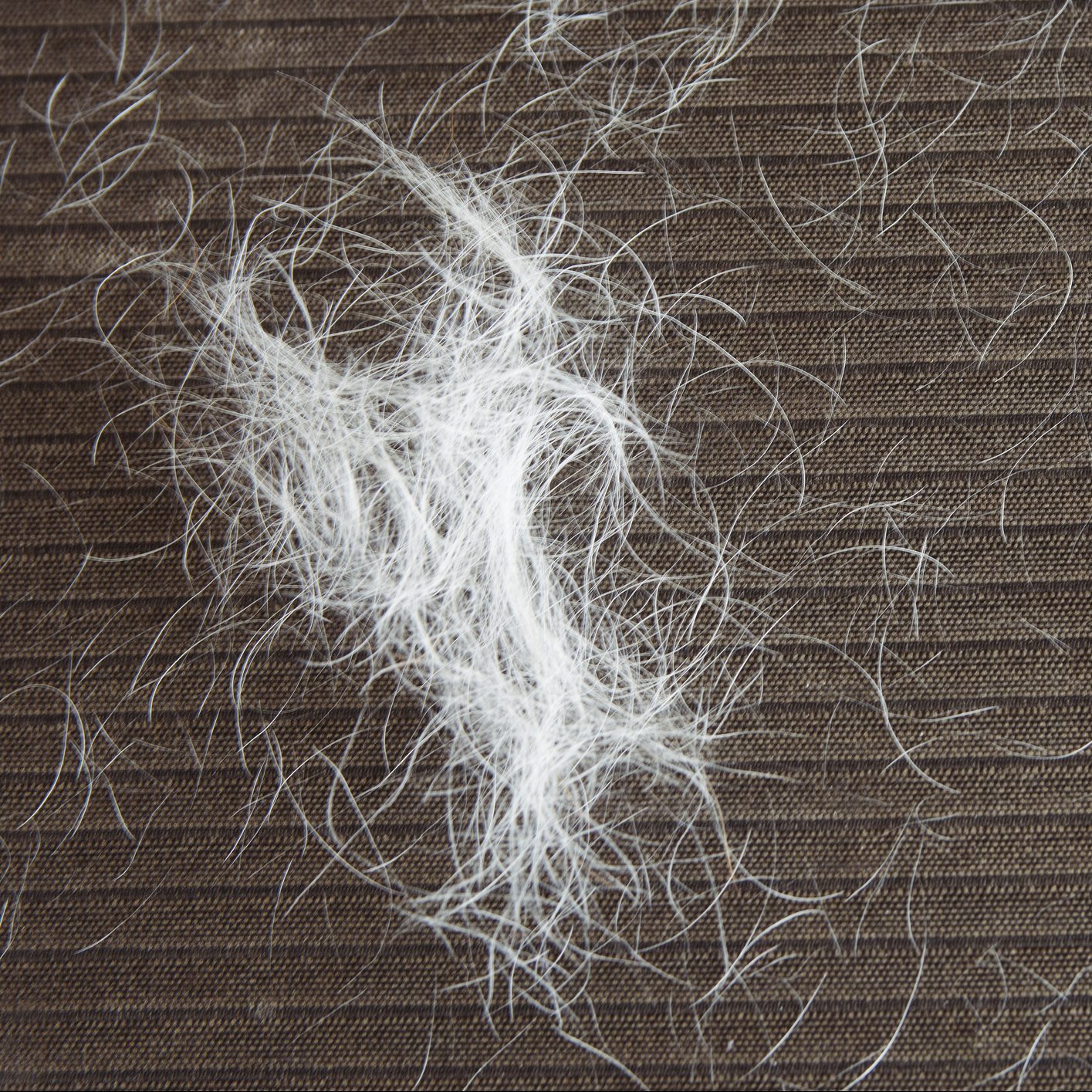 CLOSE-UP DOG OR CAT HAIR ON BLACK SOFA FURNITURE.
