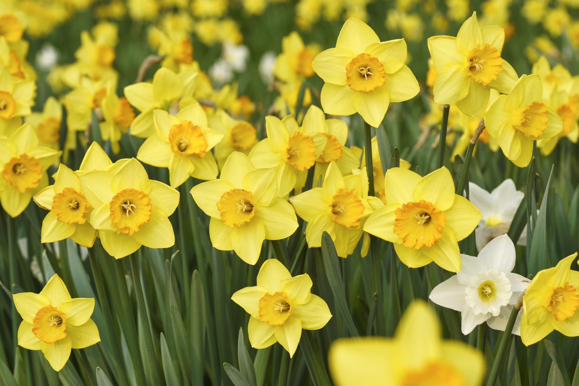 field of Yellow daffodil flowers