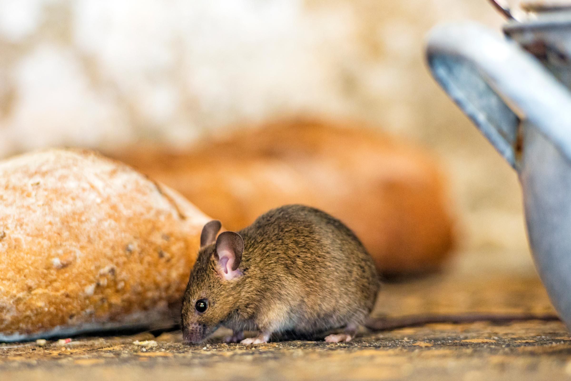 Here’s How to Evict Mice from Your Kitchen