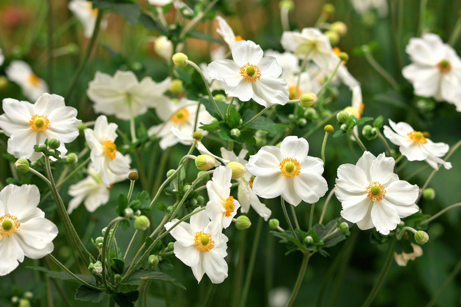 white Anemone Flowers growing outside