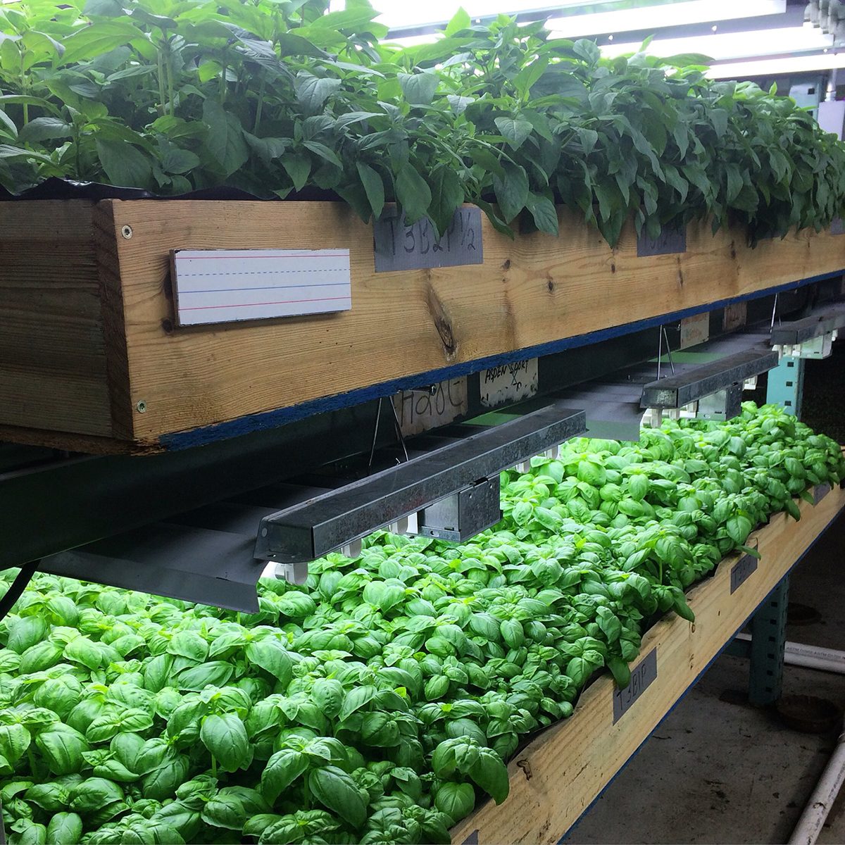 Verticulture Farm Tour New York