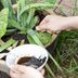 Can I Use Coffee Grounds as Fertilizer?