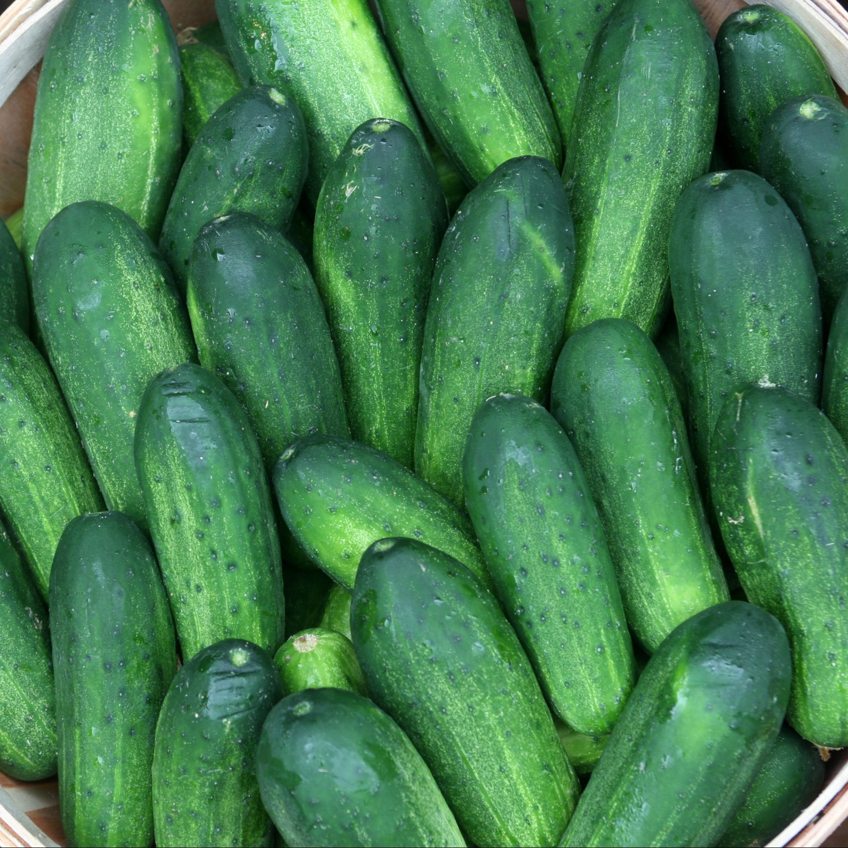 Pickling Cucumbers At Wilson Farm