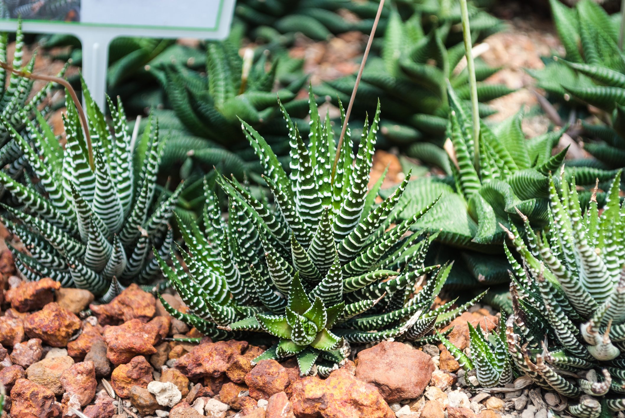 Closeup to Zebra/ Haworthia succulents in a rocky garden