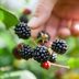 How to Pick the Best Blackberries