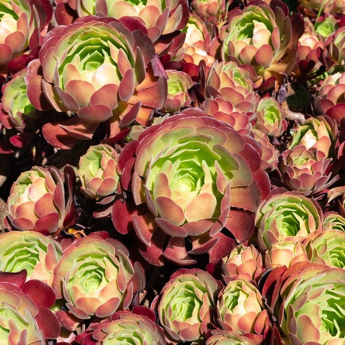 Aeonium plant