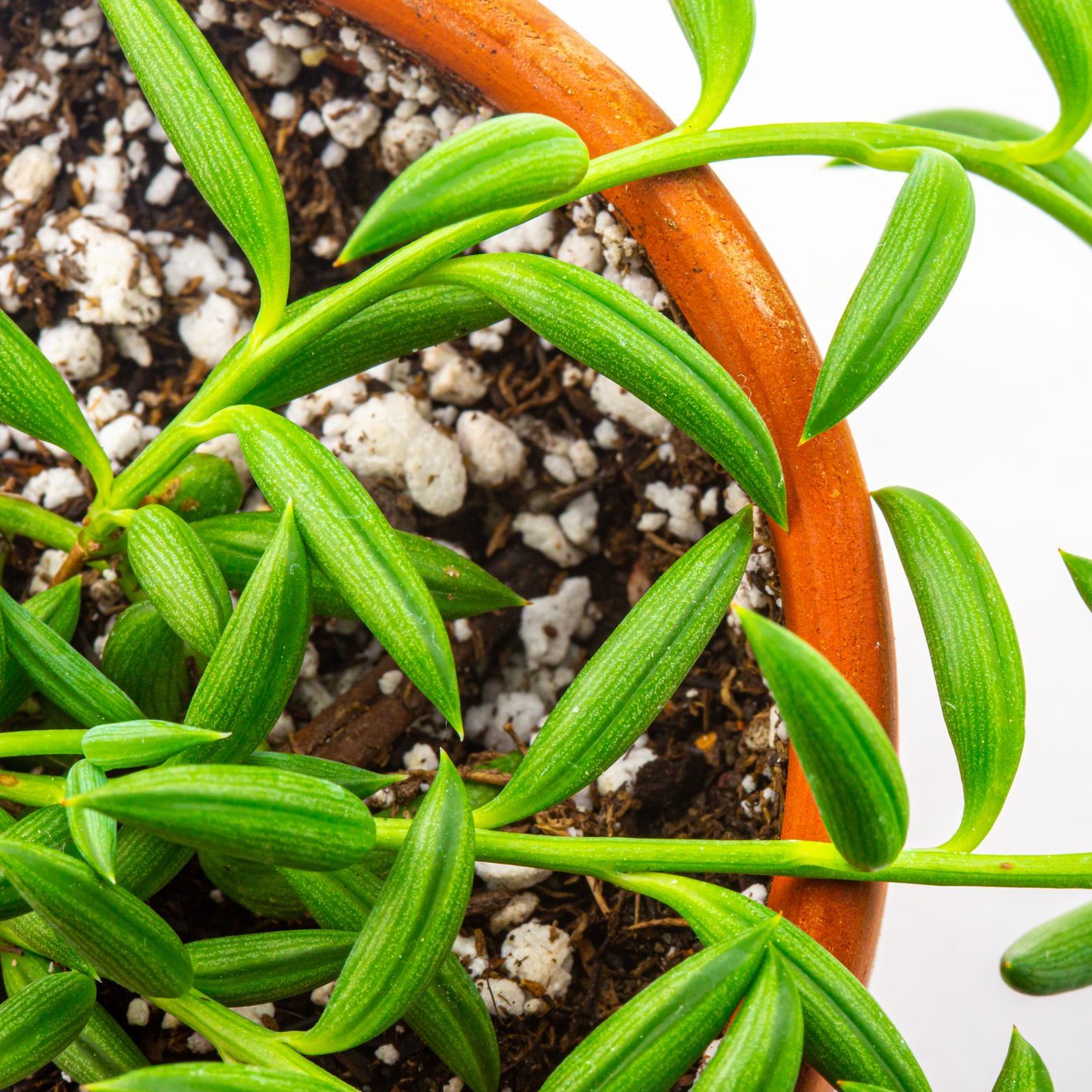 String of bananas succulent houseplant