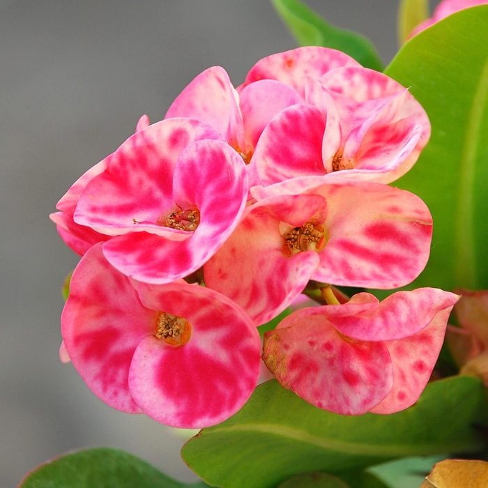 Crown of thorns plant