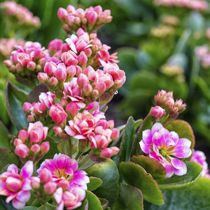 Kalanchoe (Kalanchoe Blossfeldiana), also written Kalanchöe or Kalanchoë, is a genus of about 125 species of tropical, succulent flowering plants in the family Crassulaceae, mainly native to the Old World. Only one species of this genus originates from the Americas, 56 from southern & eastern Africa and 60 species in Madagascar. It is also found in south-eastern Asia and China. Most are shrubs or perennial herbaceous plants, but a few are annual or biennial. The largest, Kalanchoe beharensis from Madagascar, can reach 6 m (20 ft) tall, but most species are less than 1 m (3 ft) tall.