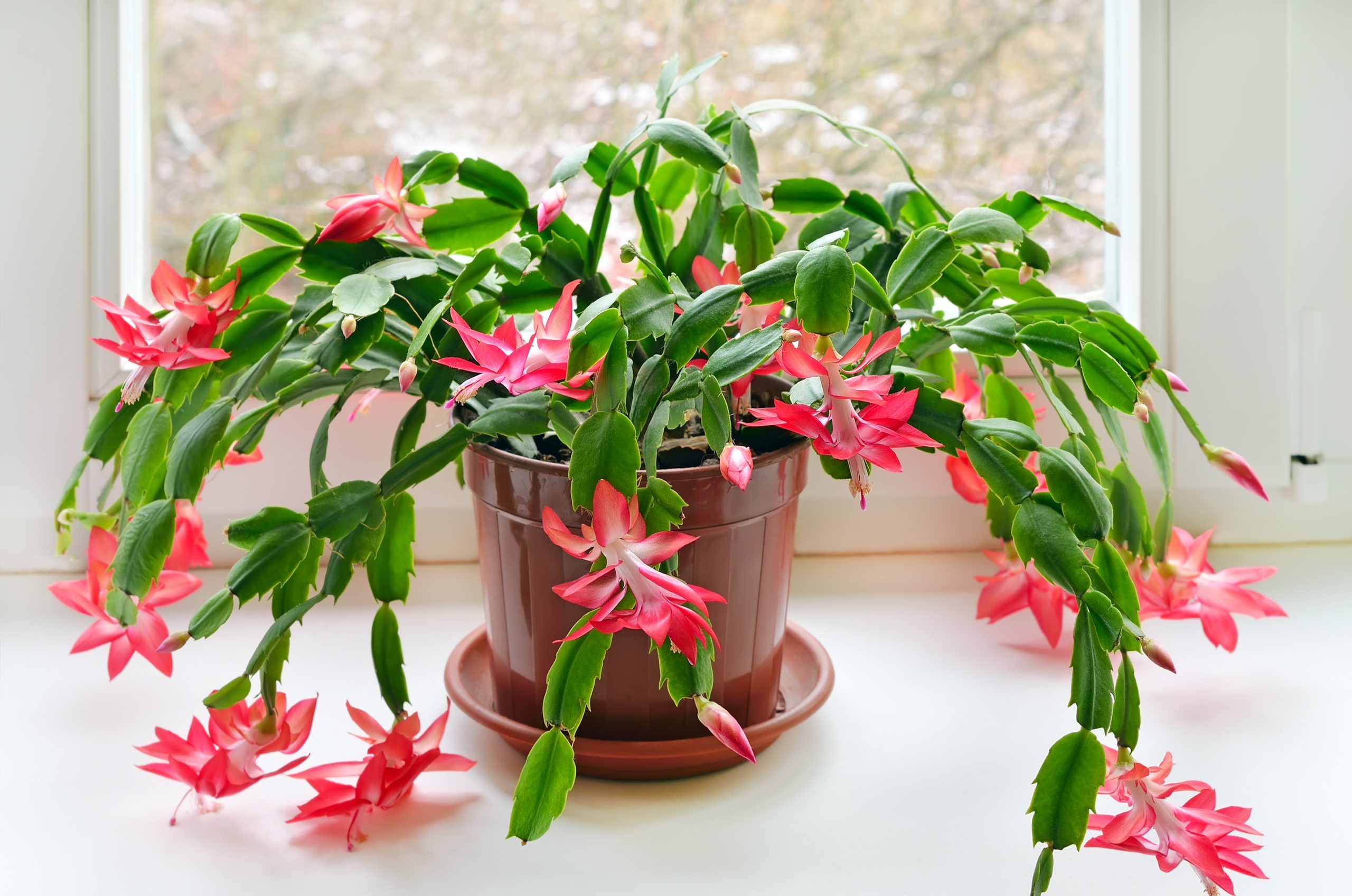 pink Christmas cactus (Schlumbergera)