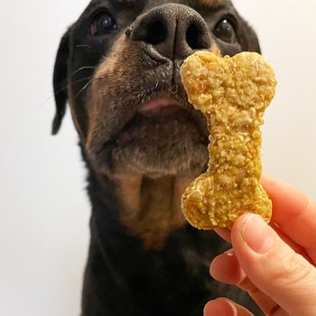 dog about to eat a homemade chicken dog treat