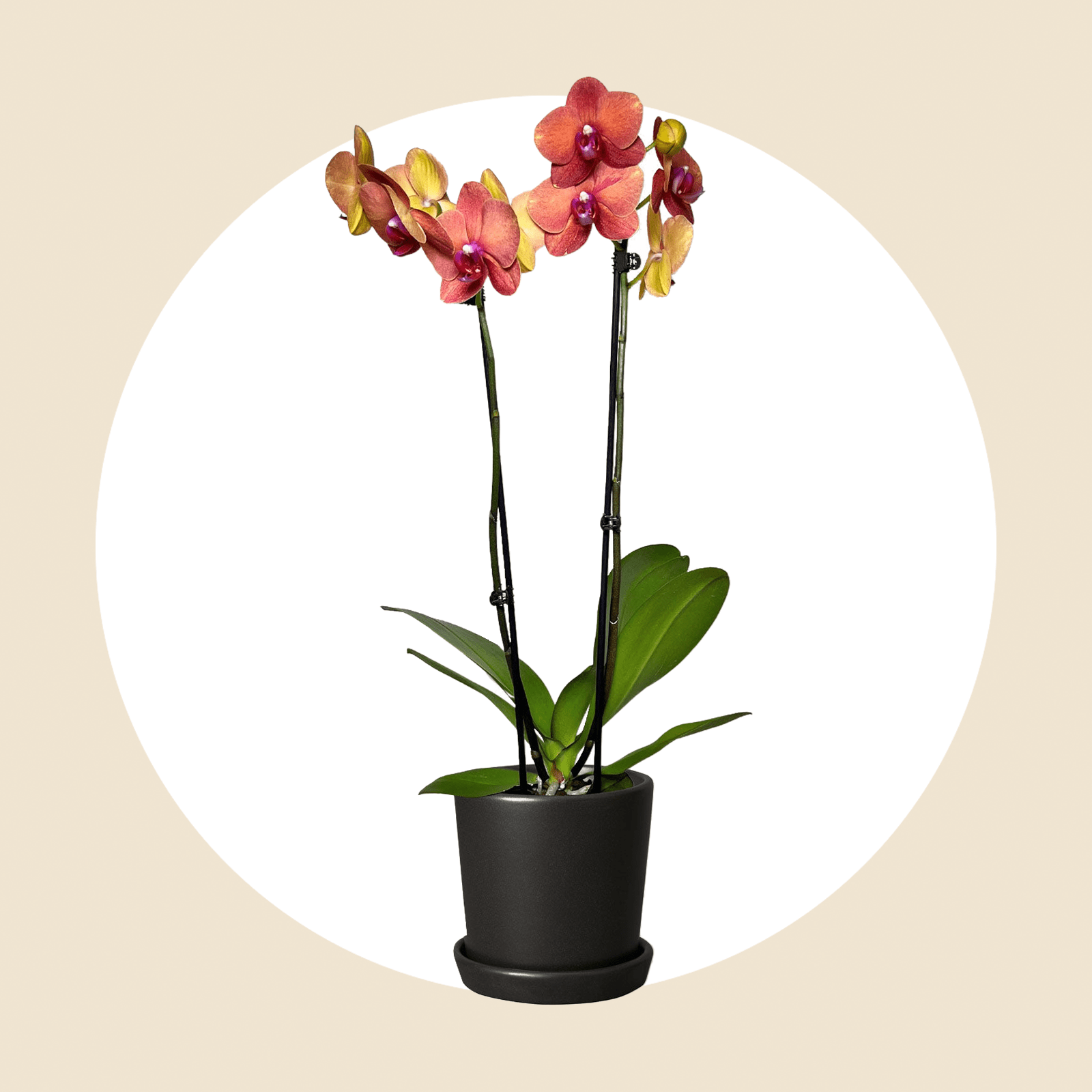 Sunrise Orchard Ecomm Via Thesill.com