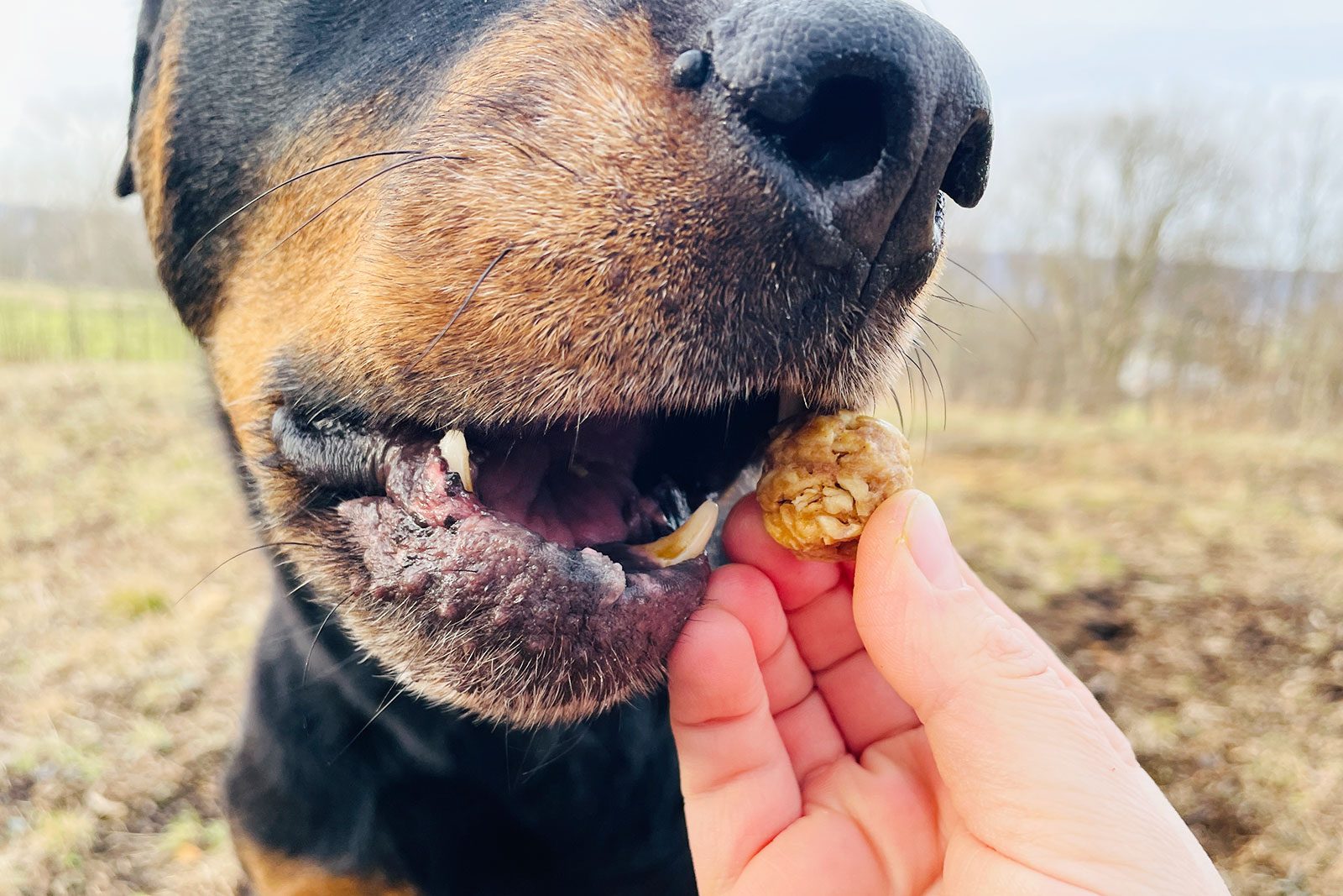 Three Ingredient Dog Treats