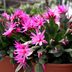 How to Grow and Care for an Easter Cactus So It Blooms Every Year