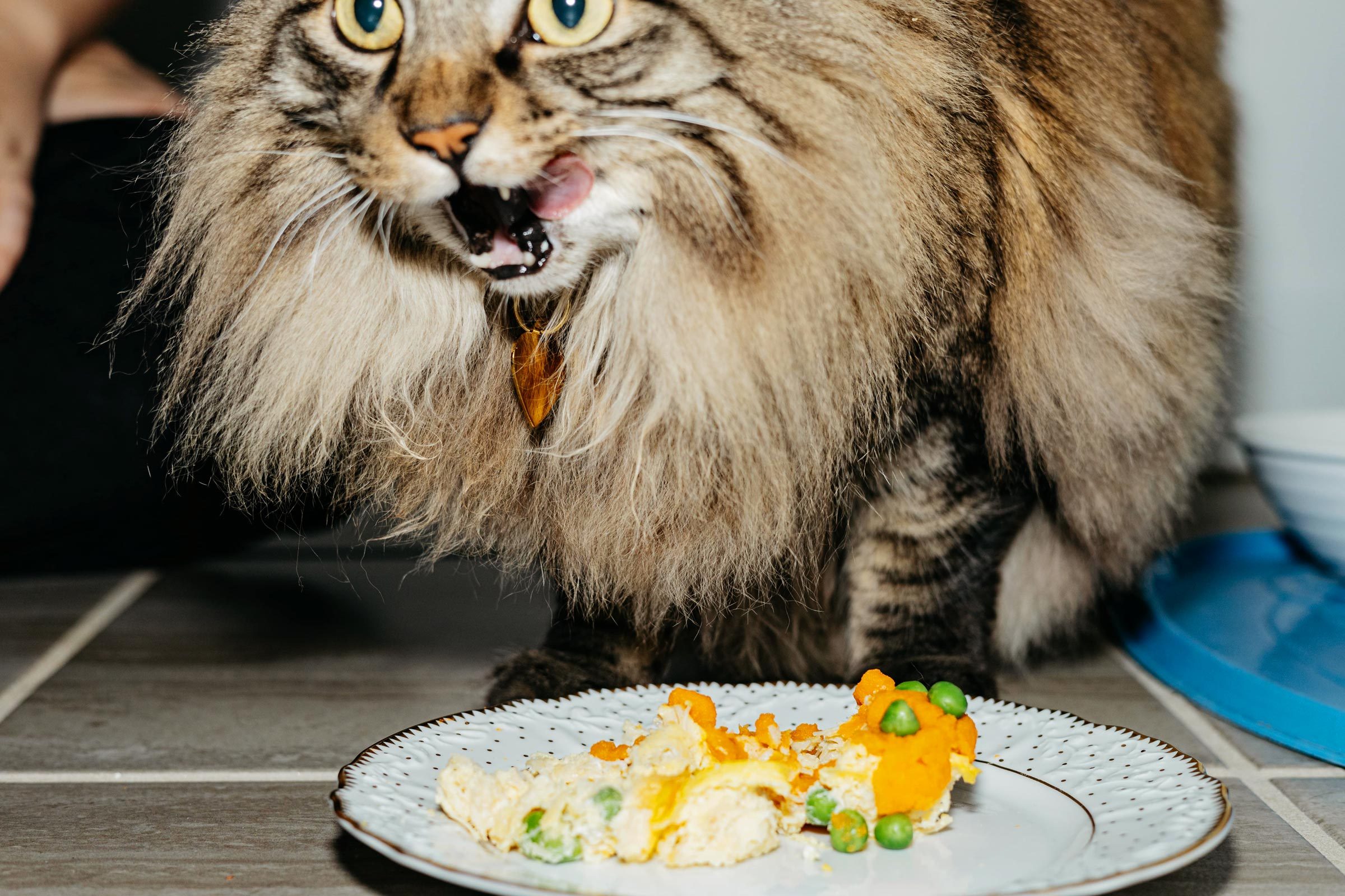 cat eating a cat cake