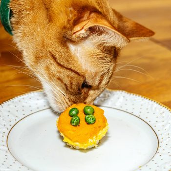 cat sniffing a cat cake