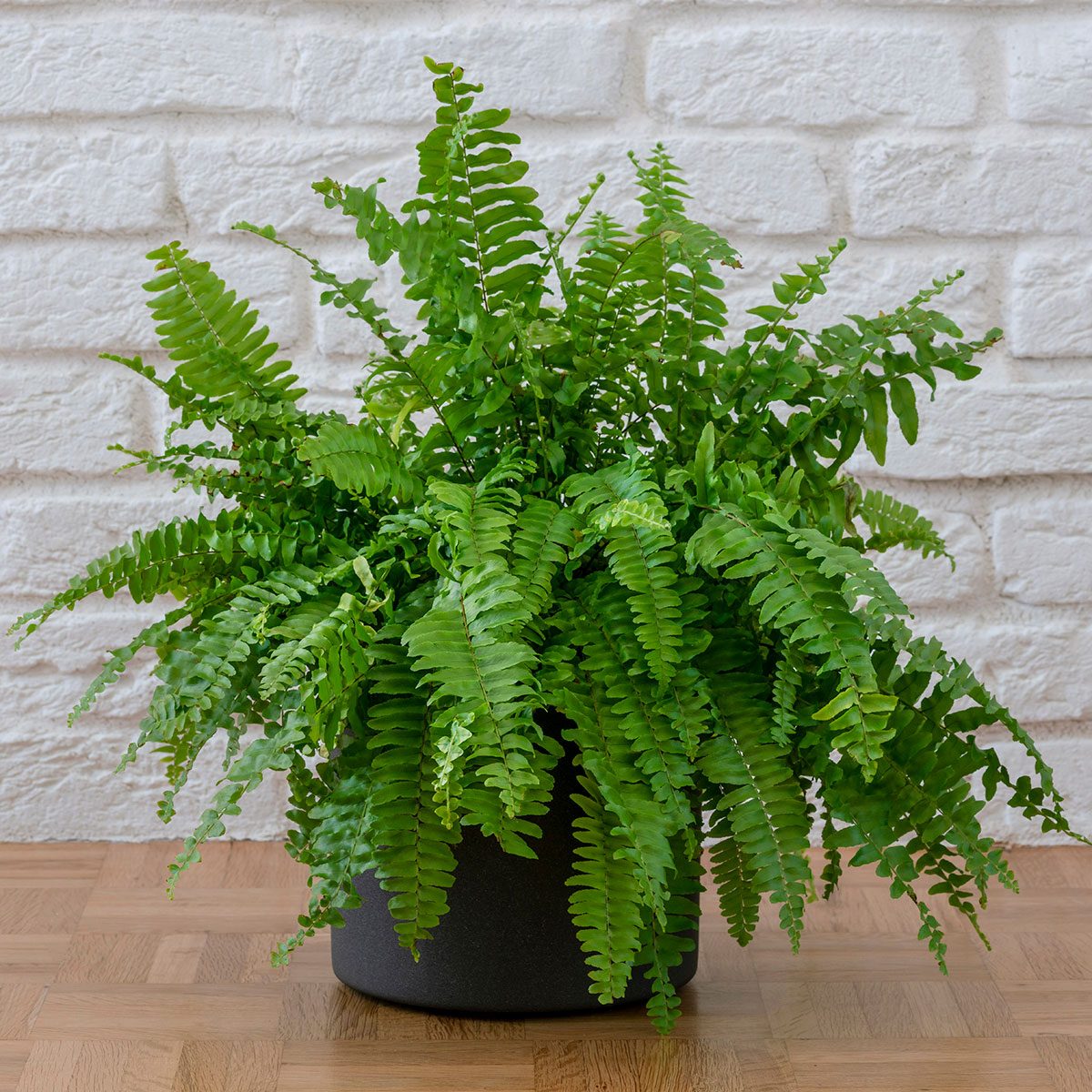 Boston Fern Plant