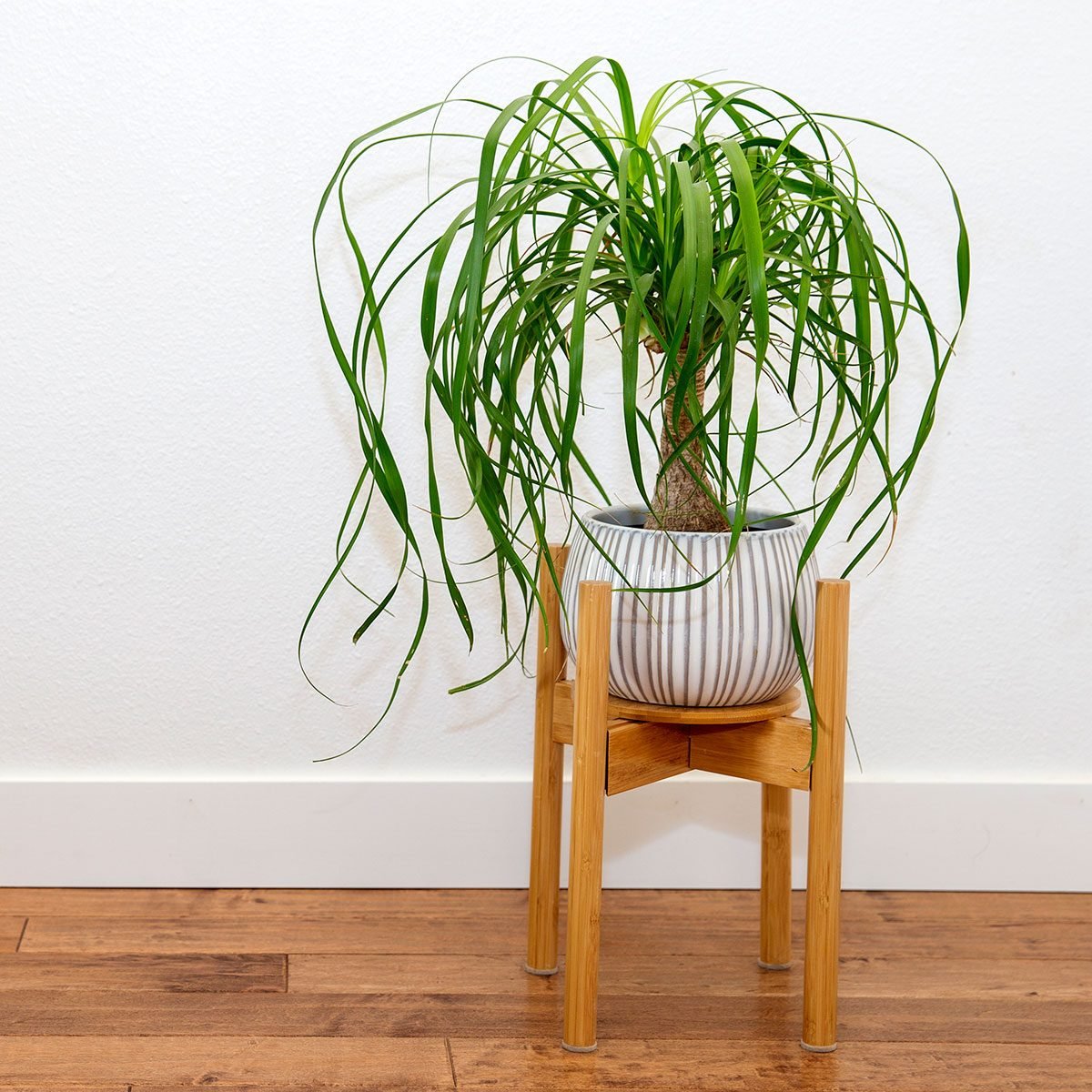 Ponytail Palm Plant