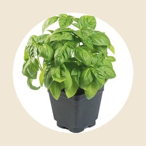 Basil Plant