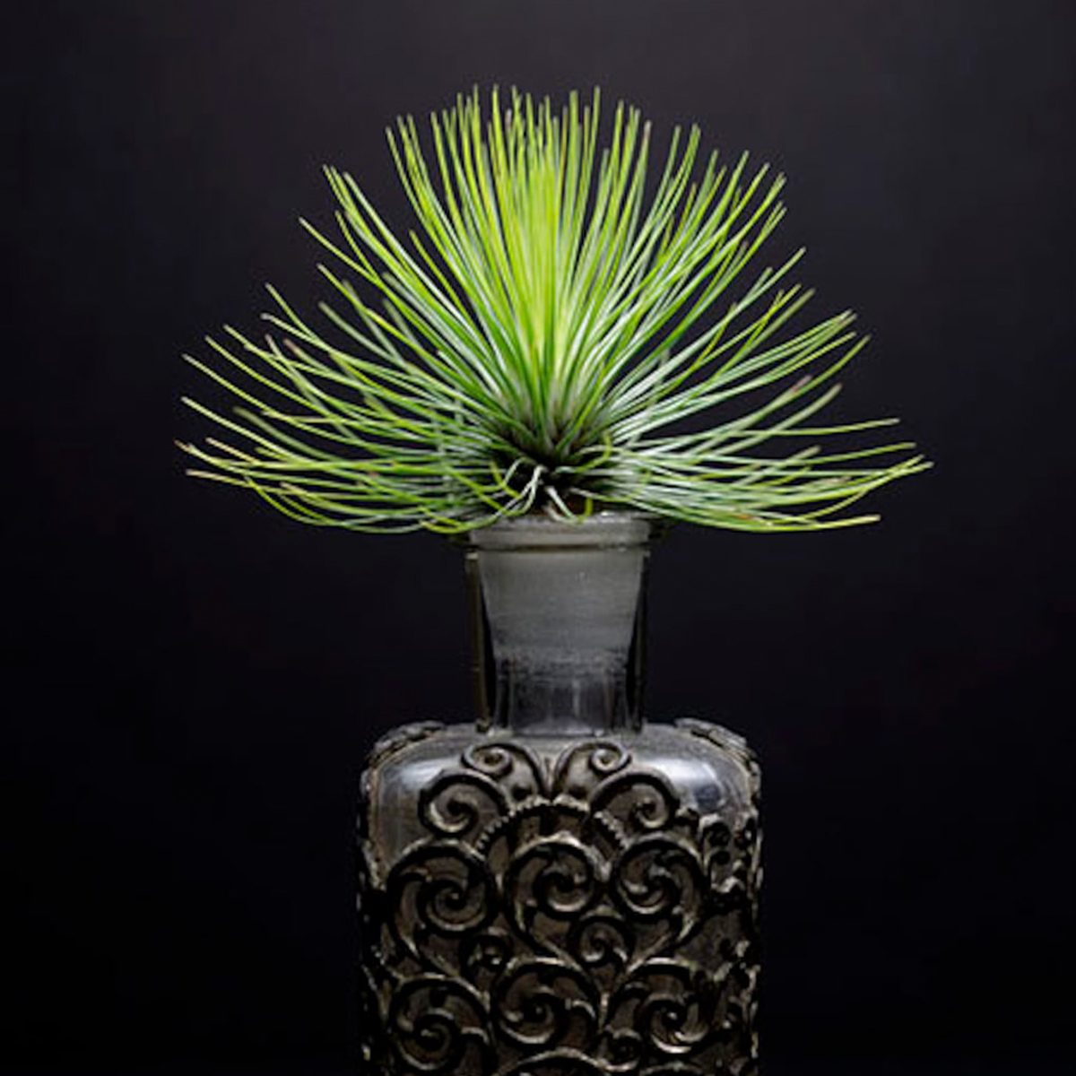 Tillandsia Andreana