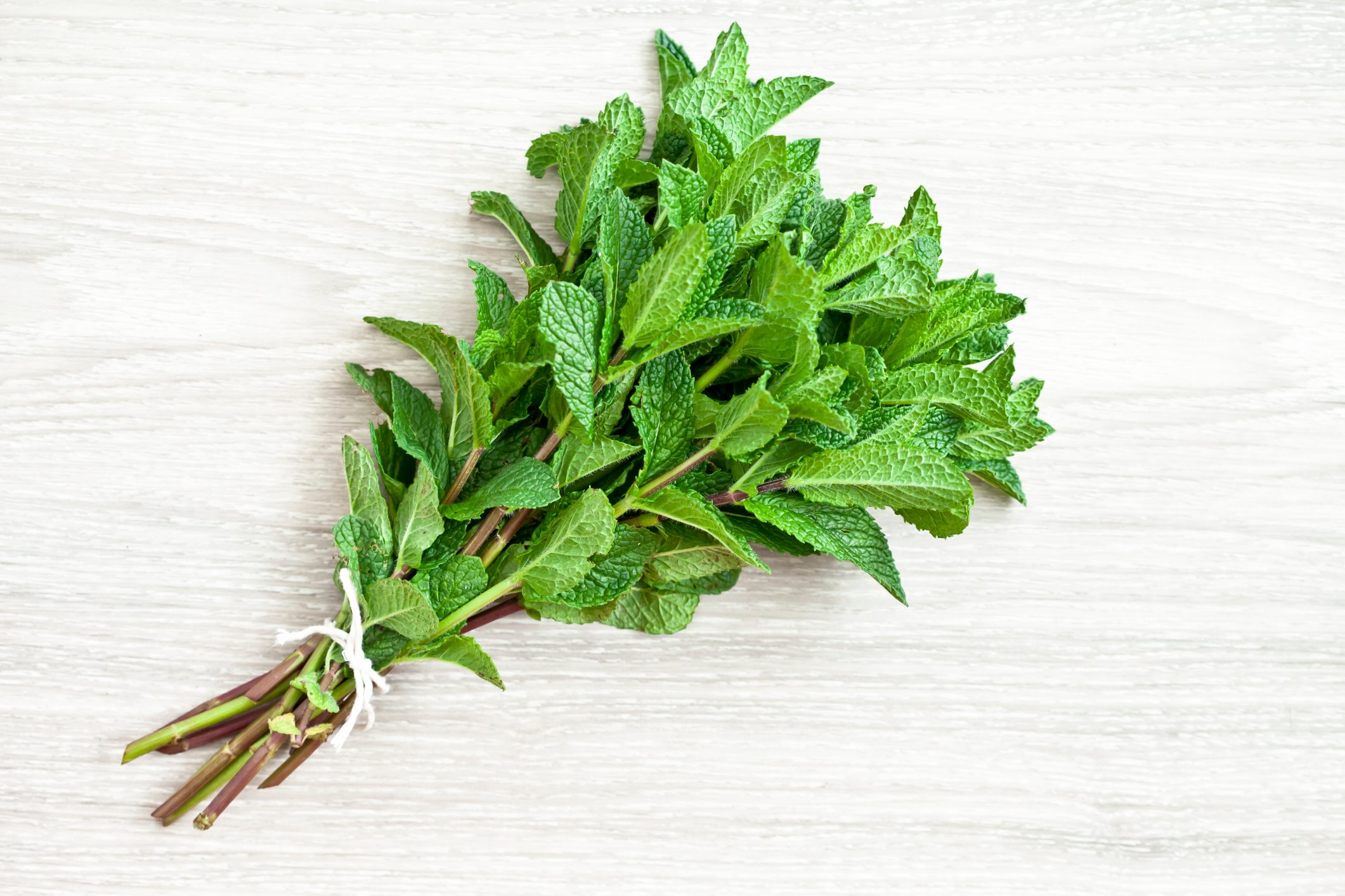 A bunch of freshly picked mint.