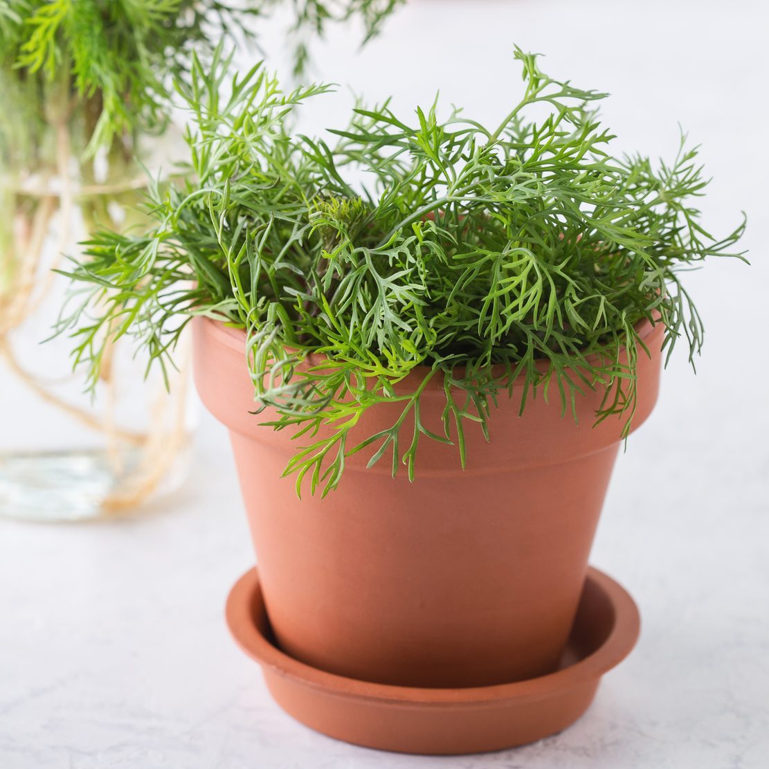 Fresh homegrown organic dill with roots