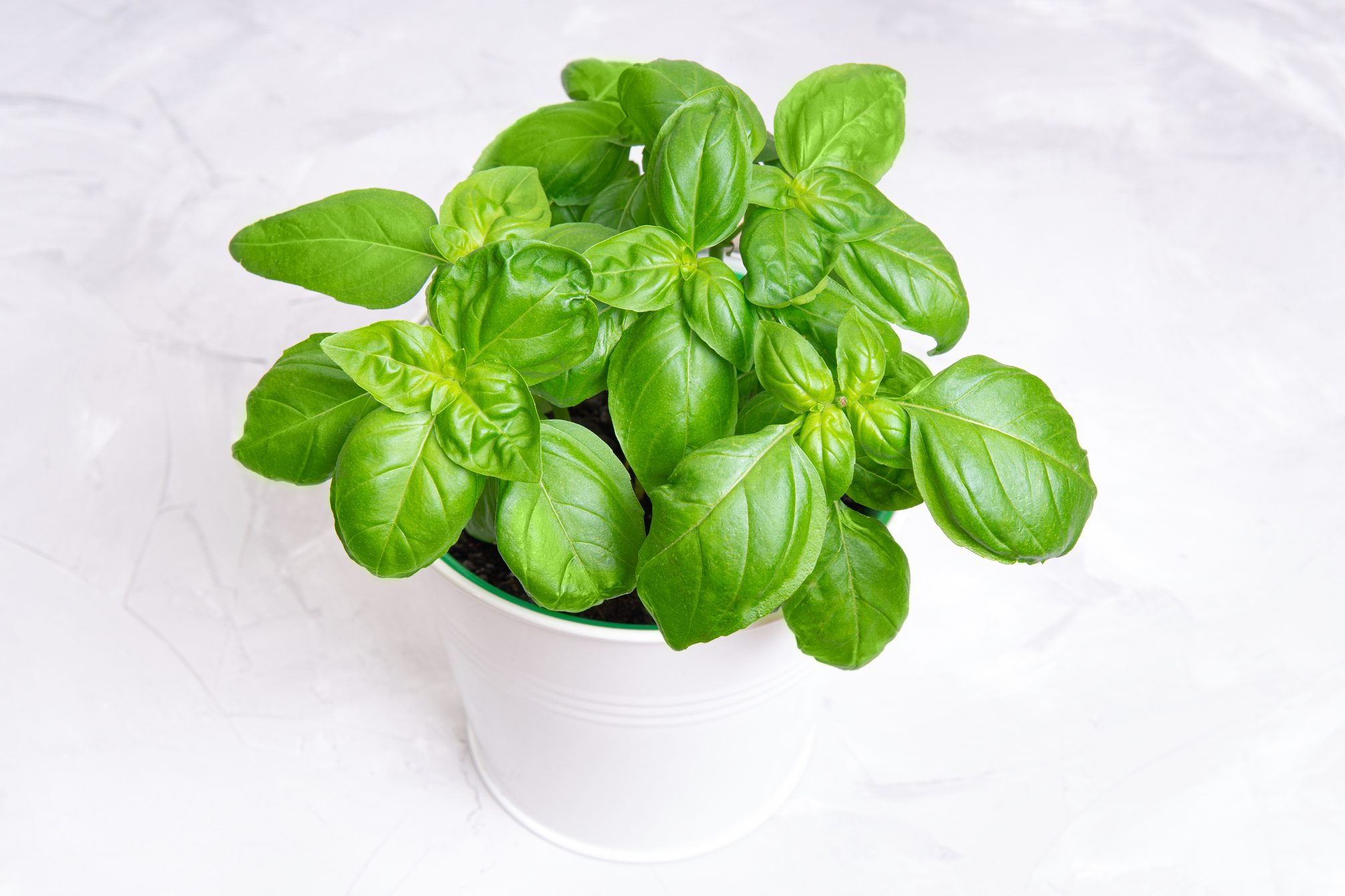 Fresh sweet basil in a bucket