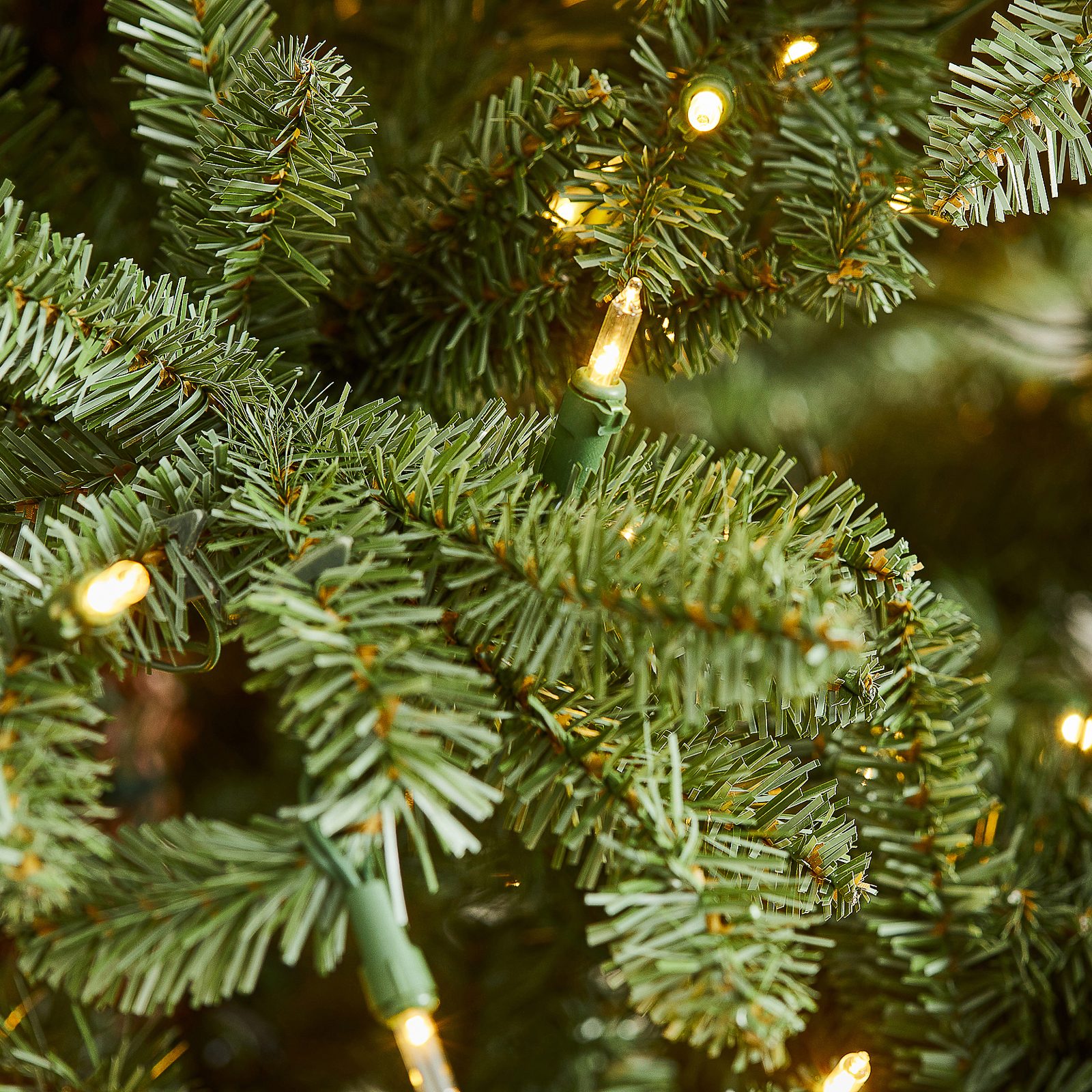 Classic Blue Spruce close up