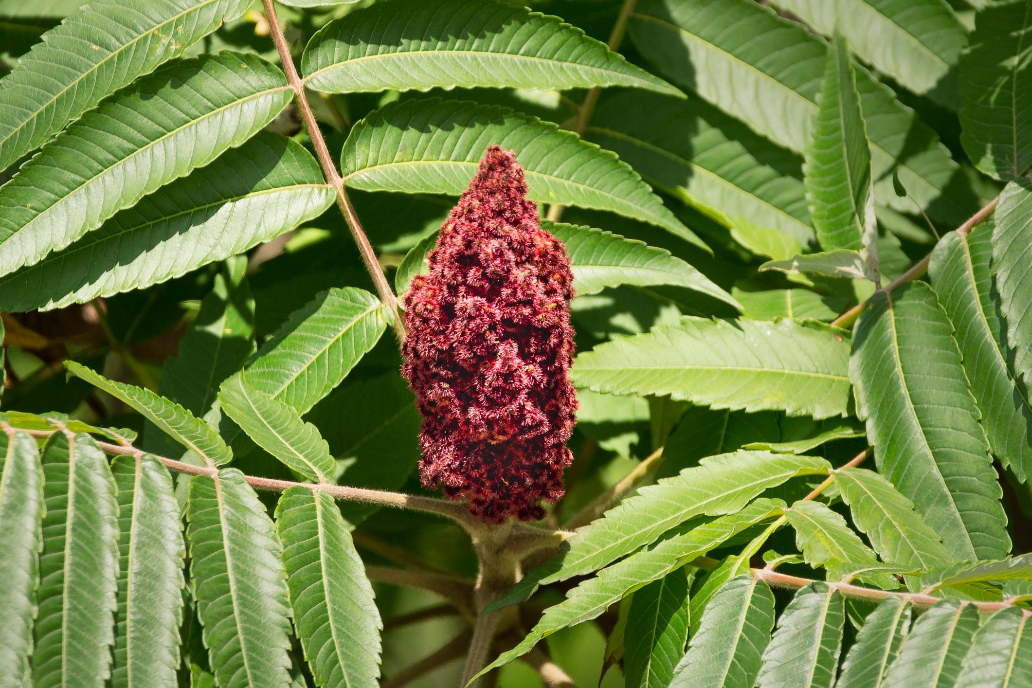 Sumac Bloom