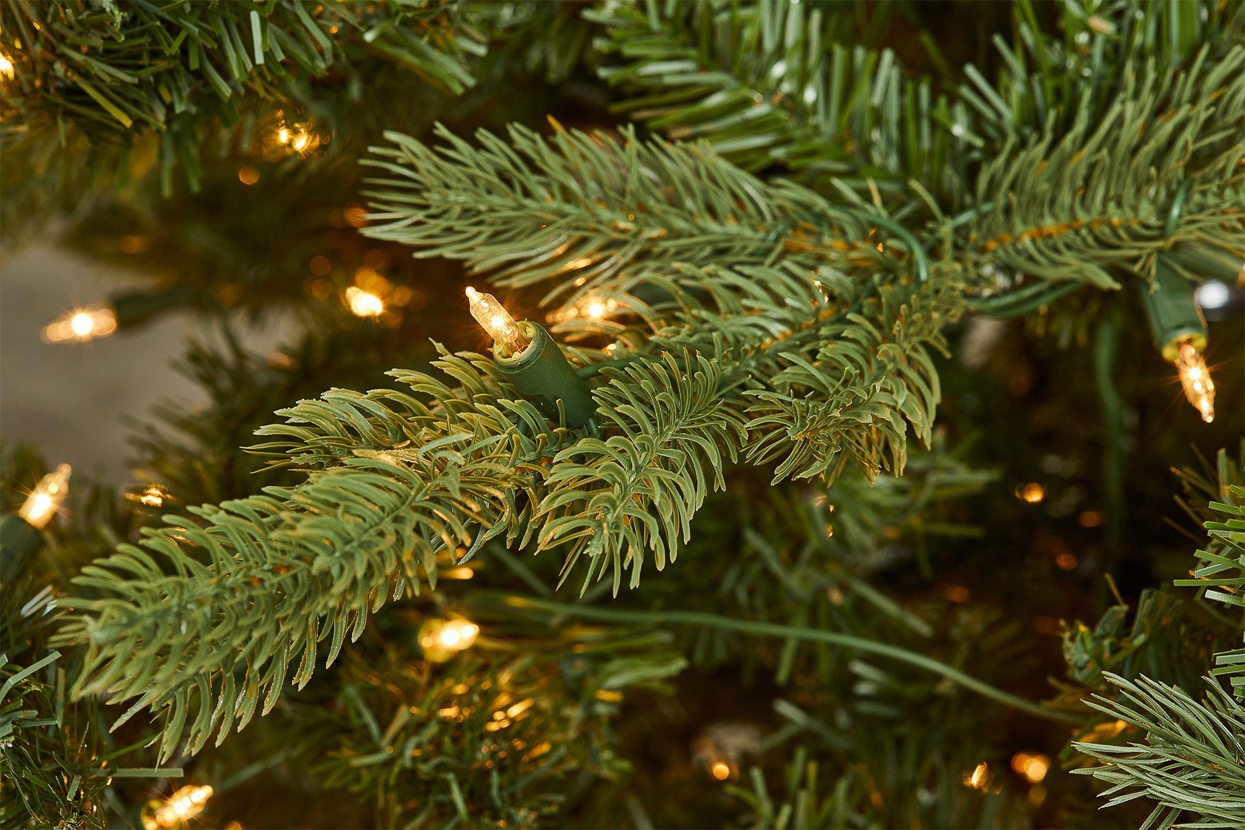 Fraser Hill Farm Foxtail Pine Tree Closeup