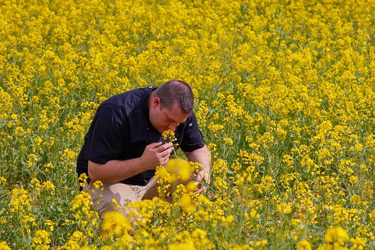 Chef Brandon Collins enjoying the scent of raw mustard in a mustard field.