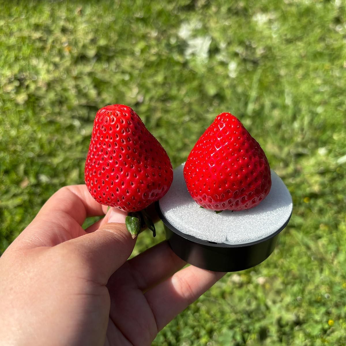 whole foods strawberry on left and erewhon strawberry on right with a grass background