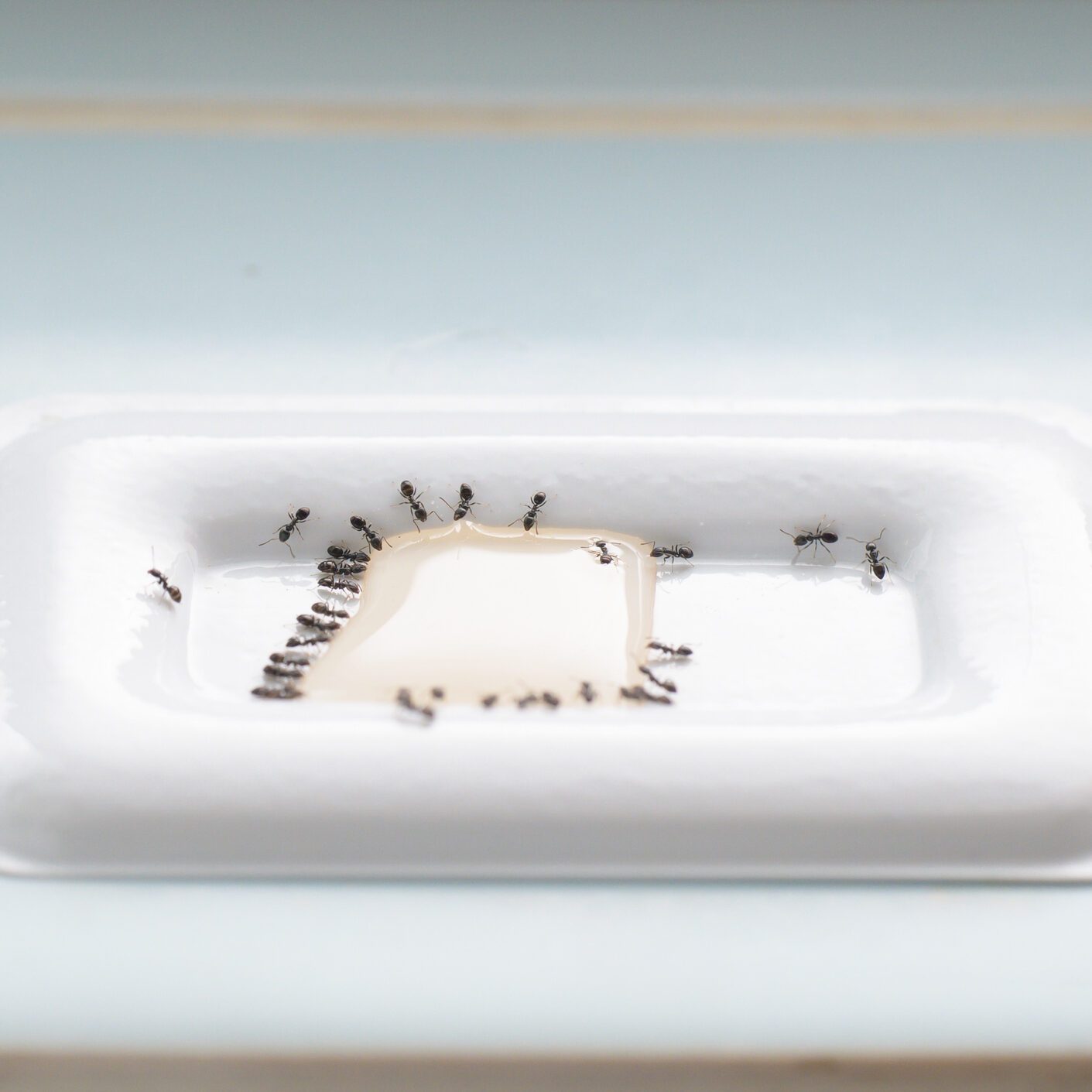 Swarms of ants attracted by insecticides