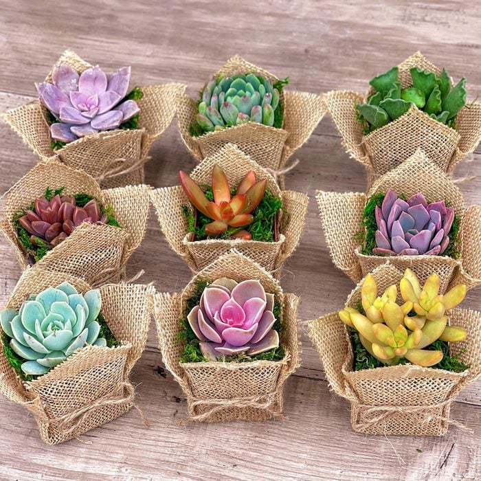 Mini Succulents