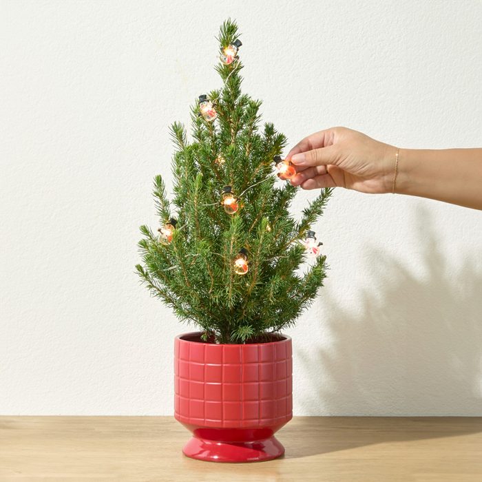 Frosty Via Bouqs.com