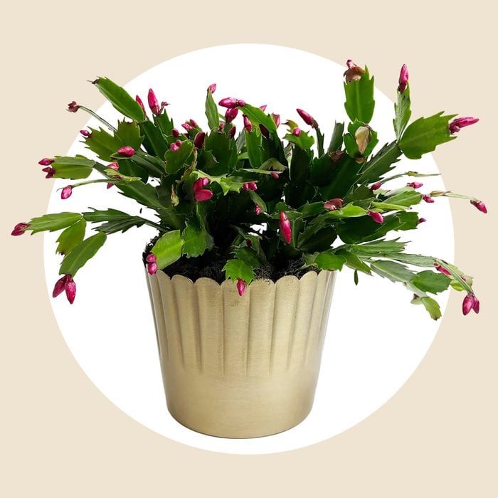 Urban Stems Festive Cactus